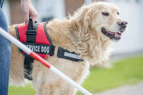How to make your dog a service dog. Things To Know About How to make your dog a service dog. 